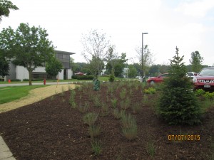 Commercial Planting