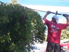 Man Pruning Bushes