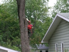 Man Removing Tree Trunk